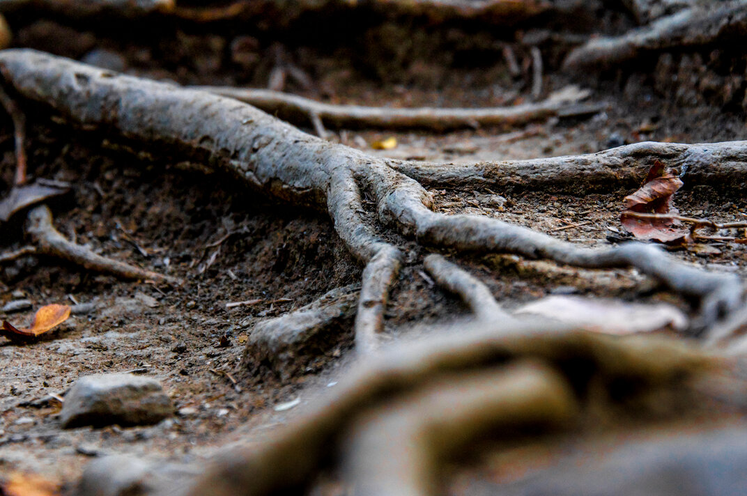 Underground Invaders: Stop Root Intrusions Before They Spread
