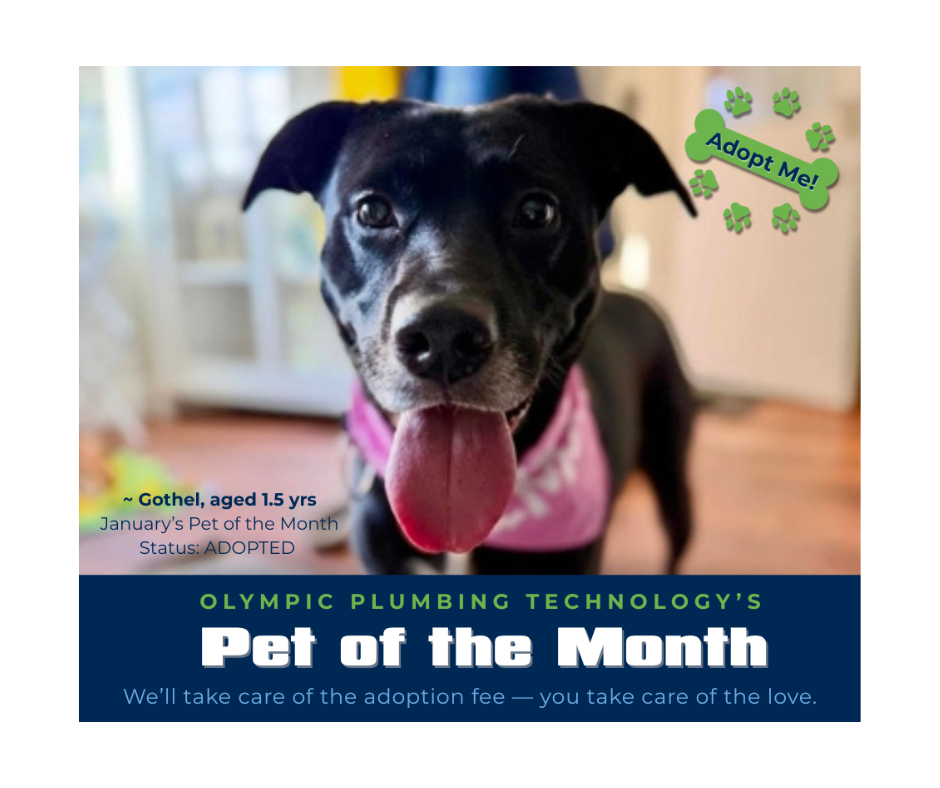 A black dog sticking its tongue out; Pet of the Month Program photo for the adopted dog of the month