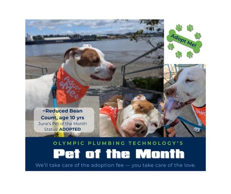 Collage of three adoptable dogs wearing orange 'Adopt Me!' bandanas by a waterfront, promoting 'Pet of the Month' adoption.
